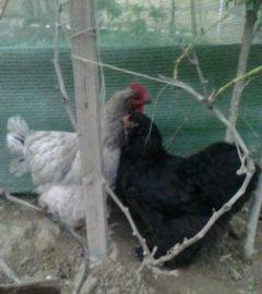 2 toyuq 1 xoruz brama ailesi satilir. Temiz bramalardir sekilde