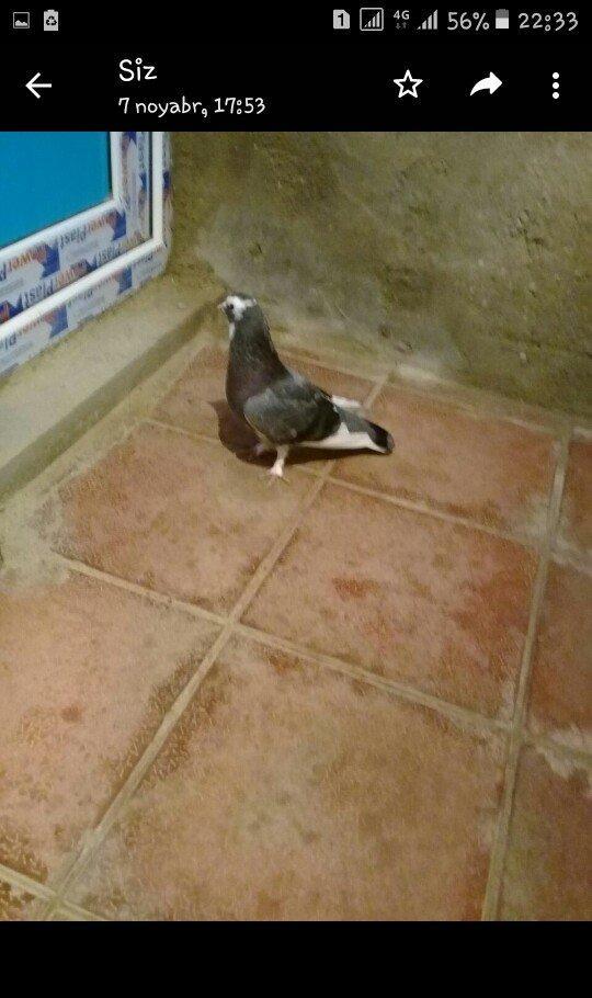 tutulma saglam qusdardi 2 maya 1 xoruz 12 azn hamsi