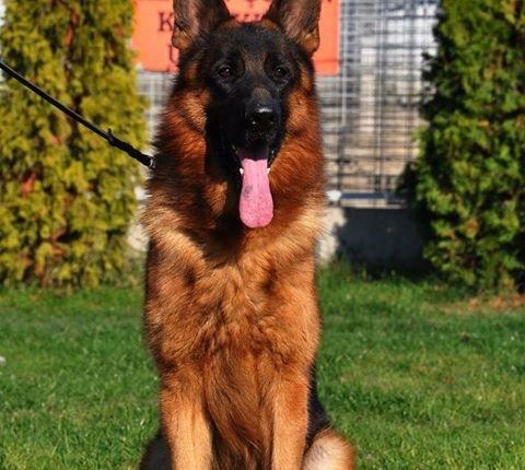 Orijinal k9 alman avcarkasidi xususi olaraq xaricden gelib baxicisi va