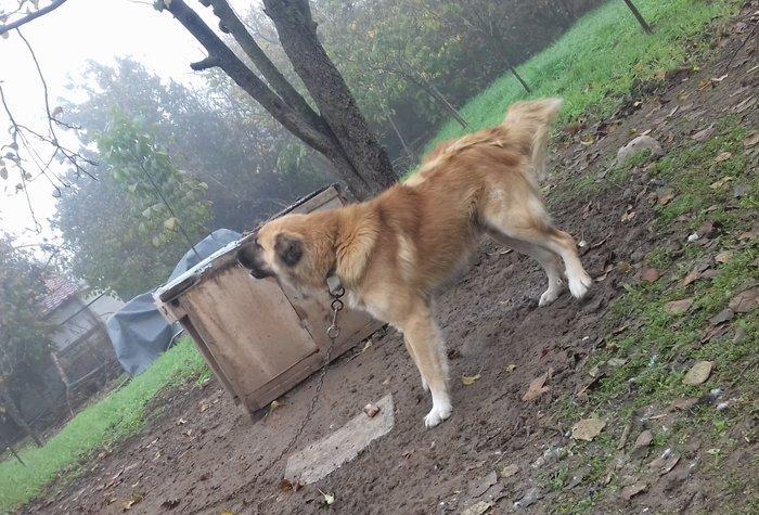 1 yas 3 ayliq. Coban iti. Oz qiymeti deyerinde velosibetle barter