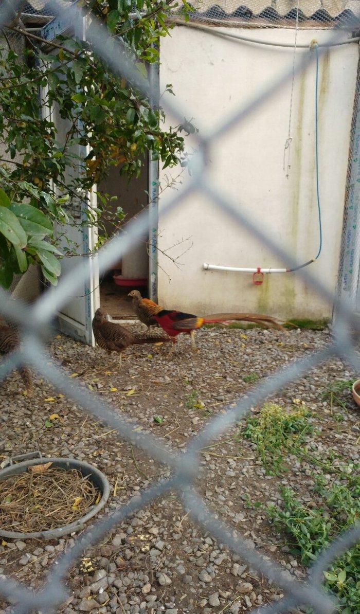 ov qusu, hamisi qirqovul novudu ,saylari az qalib ,ciddi maraqlanan na