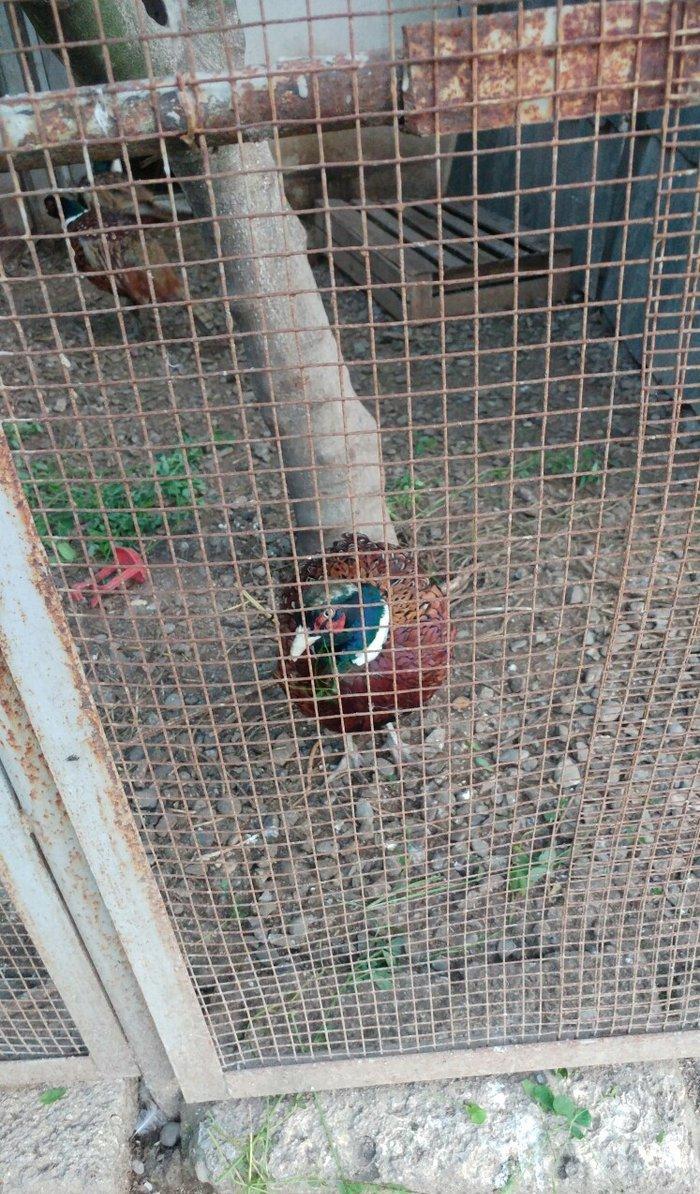 ov qusu, hamisi qirqovul novudu ,saylari az qalib ,ciddi maraqlanan na