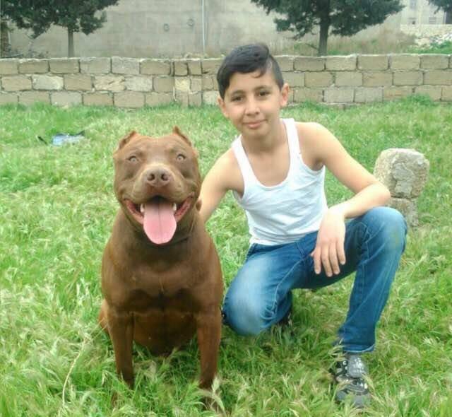 salam.temiz pitbull balalri satilir 37 gunluk.qurd dermanlari verilib