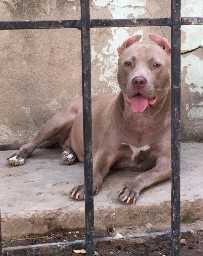 salam.temiz pitbull balalri satilir 37 gunluk.qurd dermanlari verilib