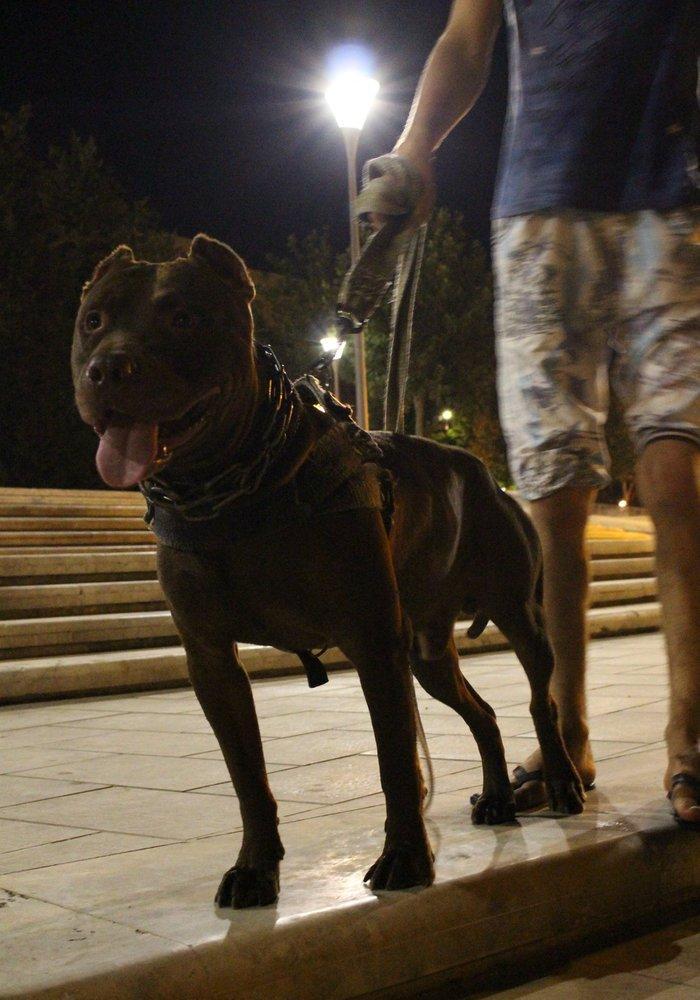 salam.temiz pitbull balalri satilir 37 gunluk.qurd dermanlari verilib