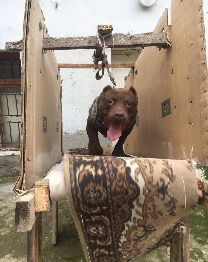 salam.temiz pitbull balalri satilir 37 gunluk.qurd dermanlari verilib