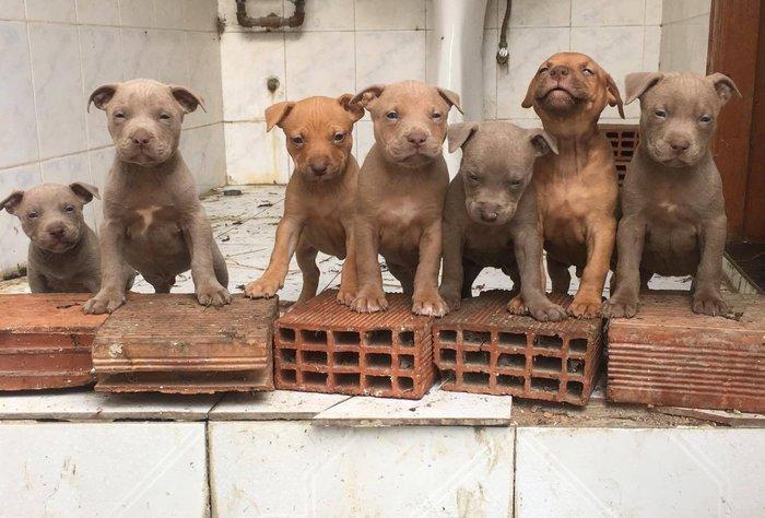 salam.temiz pitbull balalri satilir 37 gunluk.qurd dermanlari verilib