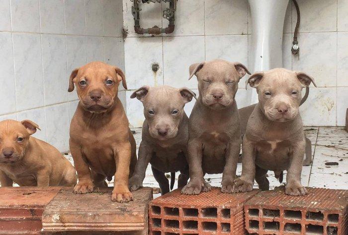 salam.temiz pitbull balalri satilir 37 gunluk.qurd dermanlari verilib