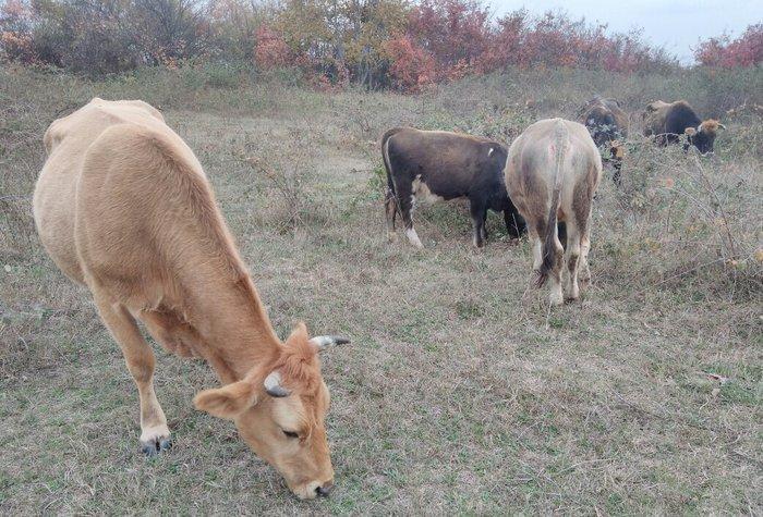 13 Baş maldi. 5 dene sagilan inek yanlarinda yazda doğulmuş 4 dana. 4