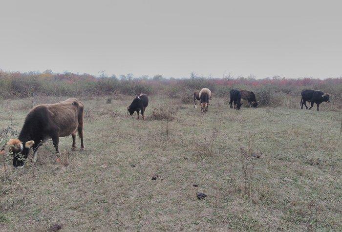 13 Baş maldi. 5 dene sagilan inek yanlarinda yazda doğulmuş 4 dana. 4