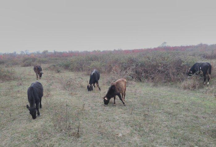 13 Baş maldi. 5 dene sagilan inek yanlarinda yazda doğulmuş 4 dana. 4