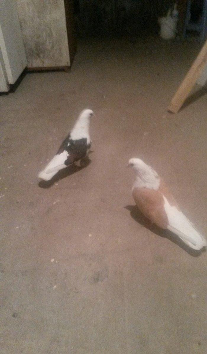 qoşa cəplər qara cəp erkek sarı cəp maya hazır cutdulər cutu 40 azn