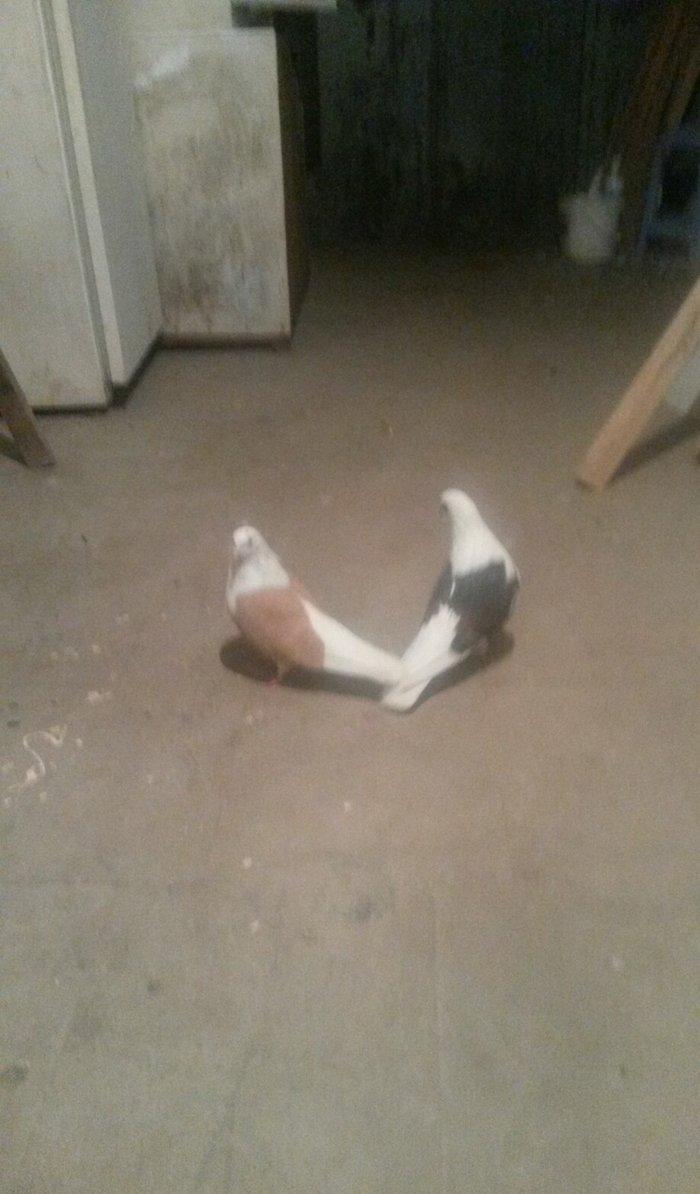 qoşa cəplər qara cəp erkek sarı cəp maya hazır cutdulər cutu 40 azn