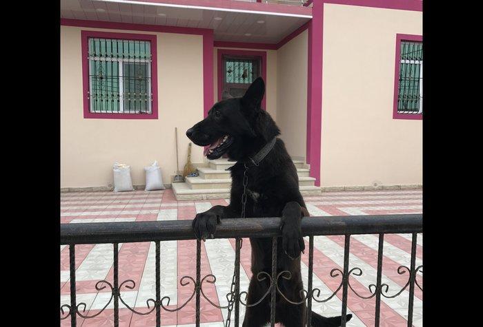 Tecili satilir. Bagda hec kim qalmir ite baxan saxliyan yoxdu ona