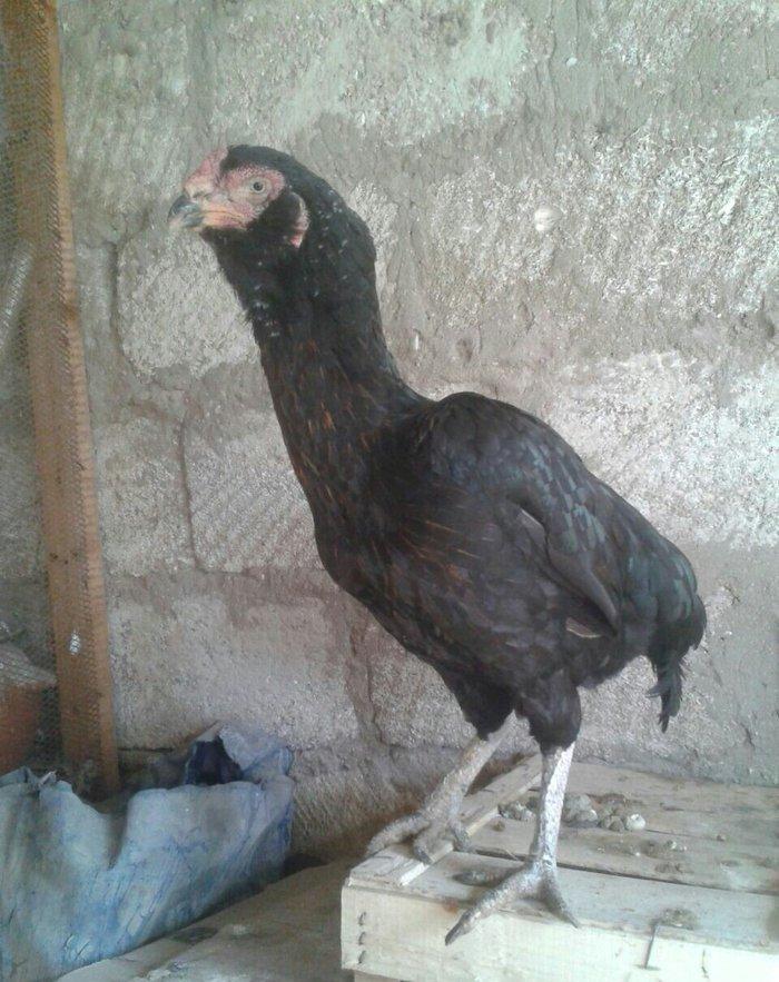 2 yasi var iran sortudu  30 manat suraxanidadi heyvan