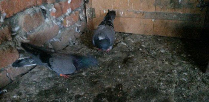 2 goy erkey maya 14/15 tuk cut deyiller ağ qened kekilli erkey oynaqi