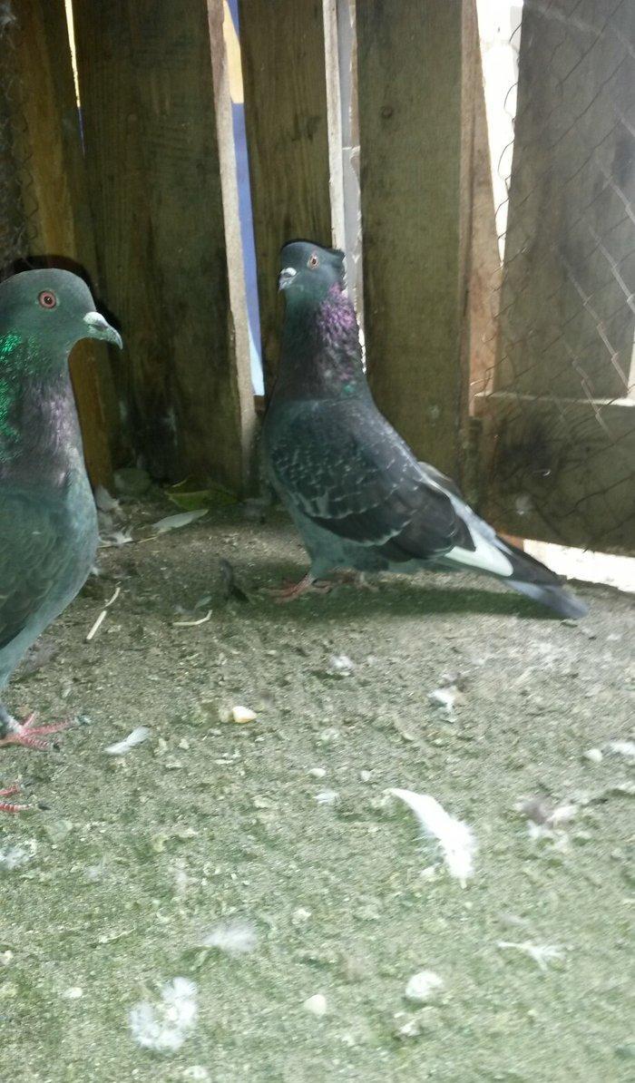 2 goy erkey maya 14/15 tuk cut deyiller ağ qened kekilli erkey oynaqi