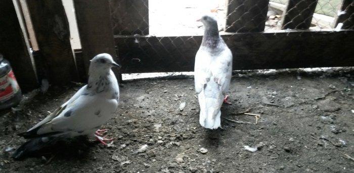 Uçan sağlam quslardi 3/4saat qimet 25azn ikisine aidd boş bekar adamla