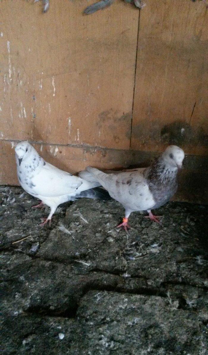 Uçan sağlam quslardi 3/4saat qimet 25azn ikisine aidd boş bekar adamla