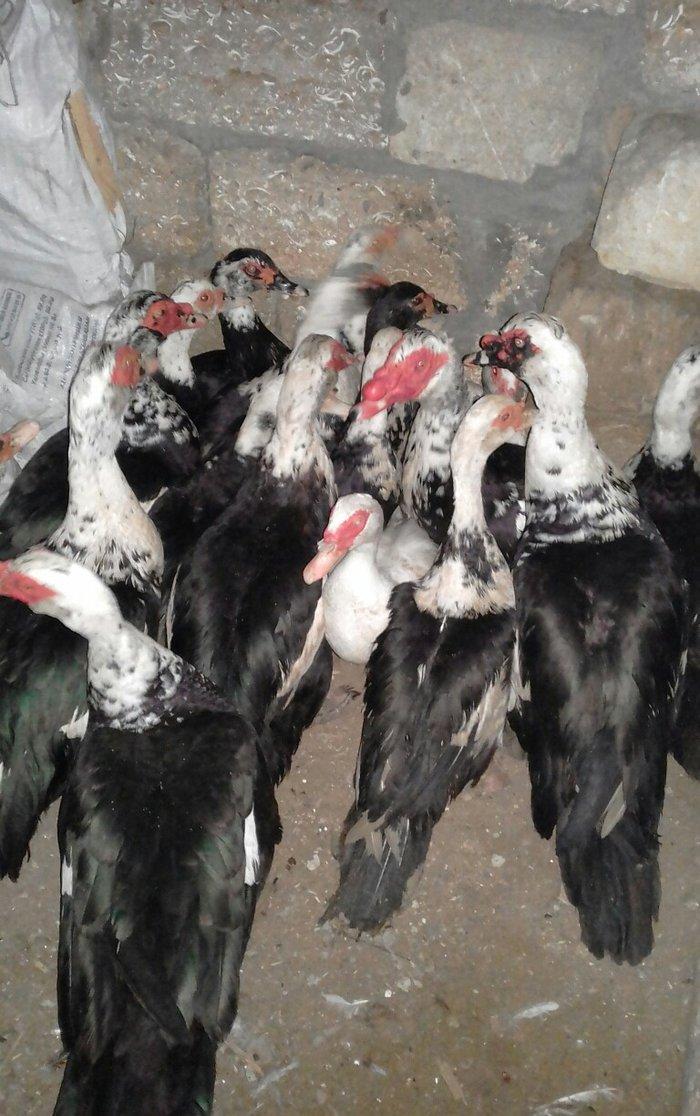 16 dene lal ordek satiram 10  feredii di 6si ergey  fereleri yumutlayi