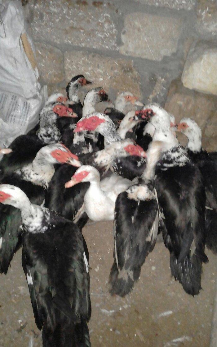 16 dene lal ordek satiram 10  feredii di 6si ergey  fereleri yumutlayi