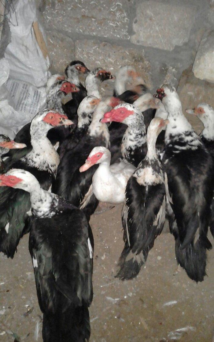 16 dene lal ordek satiram 10  feredii di 6si ergey  fereleri yumutlayi