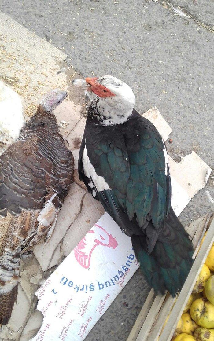 16 dene lal ordek satiram 10  feredii di 6si ergey  fereleri yumutlayi