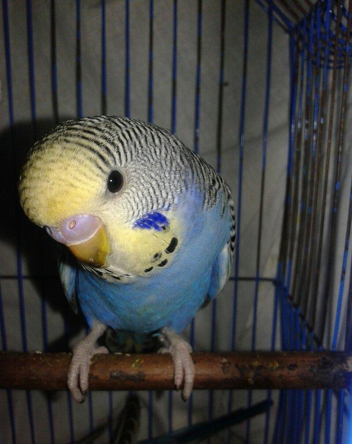 2 aylig erkek cex balalar satilir.yada ag albinos veya lutino sari val