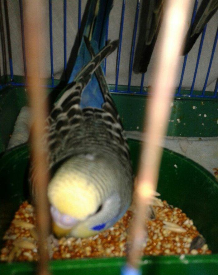 2 aylig erkek cex balalar satilir.yada ag albinos veya lutino sari val