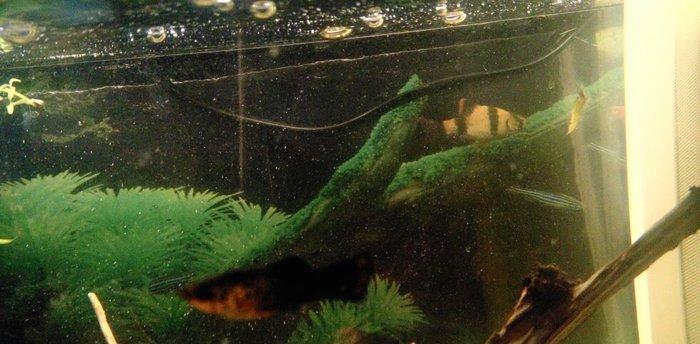 1 cut molinezia satiram, whats app var. Molli.ve ya antitrus ili barte