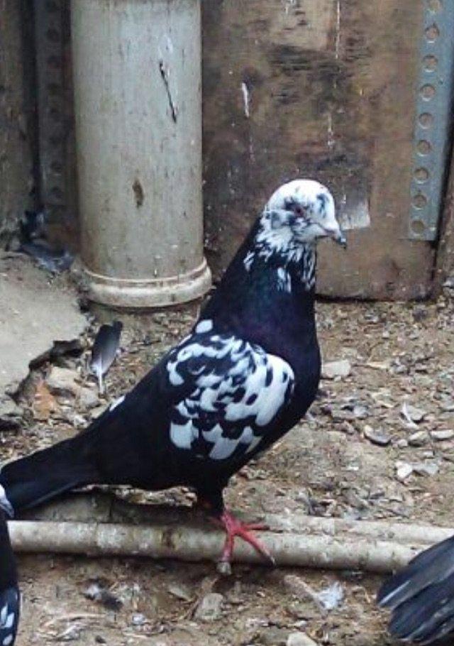 Sarilir - 15 azn. Qara saper cil erkey. Tam saglam qusdur. Qus bineqed