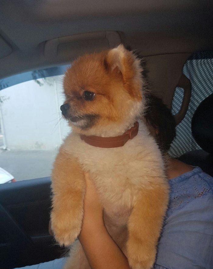 Pameranski spis 2 yas erkekdi.Hem Rusiya hem Turkiye pasportlari var.V