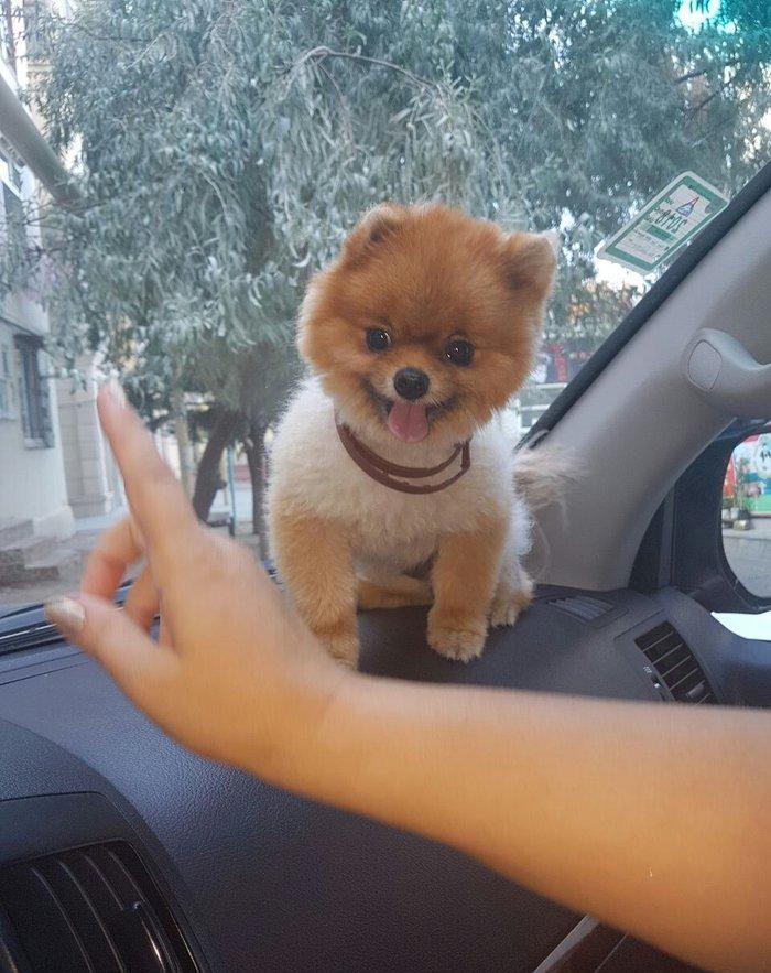 Pameranski spis 2 yas erkekdi.Hem Rusiya hem Turkiye pasportlari var.V