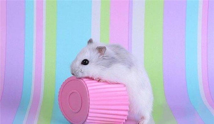 В наличие есть чисто белые джунгарики ручные без зараха хороший