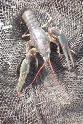 Restoranlar üçün gözəl xərçəngimiz var Çin və Balıq məmullatları ( və