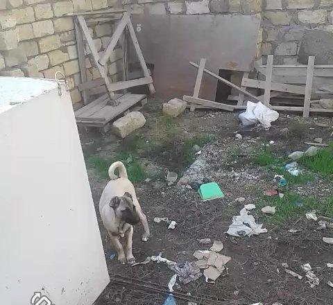 Kanqal balasidi 3 ay yarimdi .temiz qandi ana ata temiz kanqaldi .