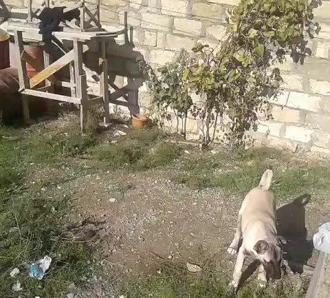 Kanqal balasidi 3 ay yarimdi .temiz qandi ana ata temiz kanqaldi .