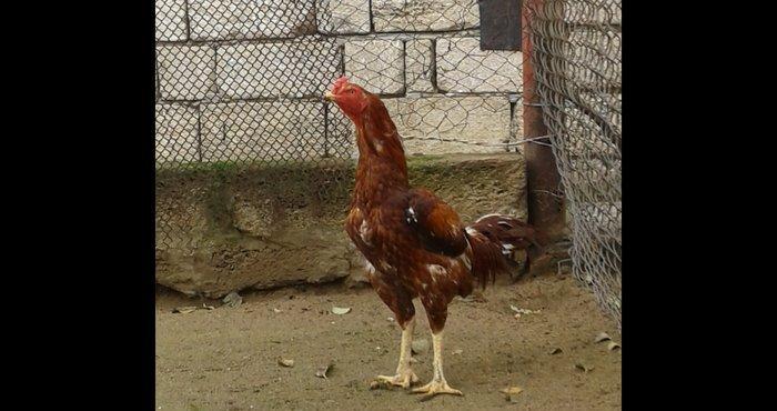 Heyrati indoneziya sortudu. 1 yas 5 ayliq. Vehwi xoruzdu.