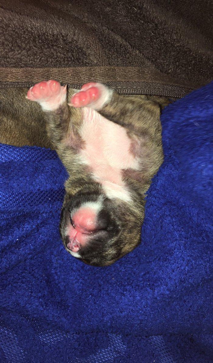 Temiz pitbull balalari satilir cox xaiw edirem kimse barter ucun narah