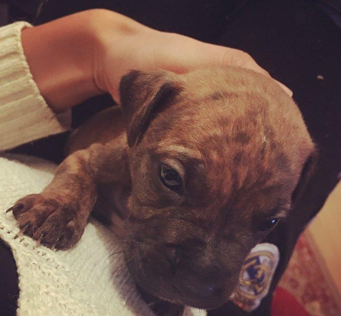 Temiz pitbull balalari satilir cox xaiw edirem kimse barter ucun narah