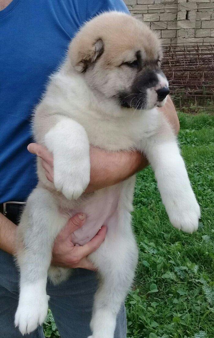 salam cinsi ala bay satlit tel ve ya şhatsapda elaqa saglaya bilersiz