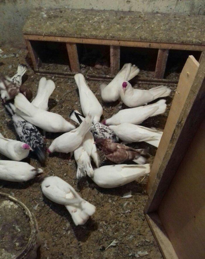 ag enli quyruglar 16 17 18 tuk real alici narahat elesin  wh