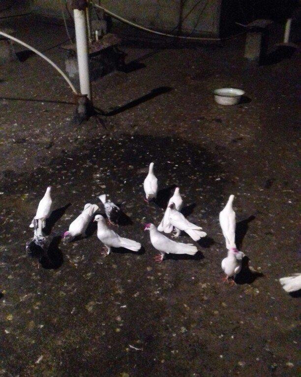 ag enli quyruglar 16 17 18 tuk real alici narahat elesin  wh