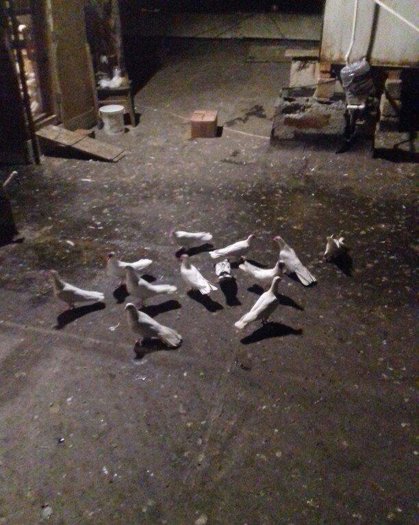 ag enli quyruglar 16 17 18 tuk real alici narahat elesin  wh