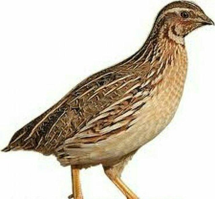 Bildirçin satılır. Cəmi 45-50 günə böyüyüb yumurtayır və ya kəsilib ye