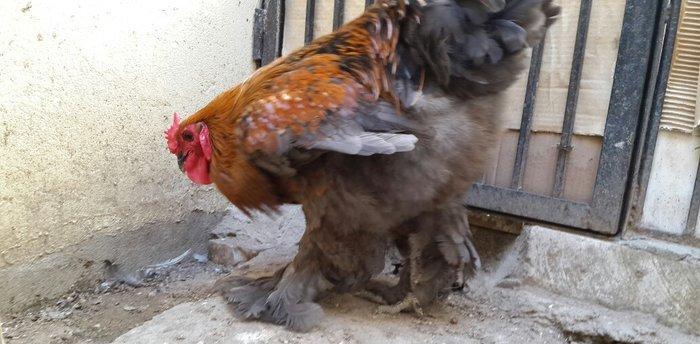 Brama gold xoruzu satılır. Sağlam və aktiv 1 illik xoruzdur.