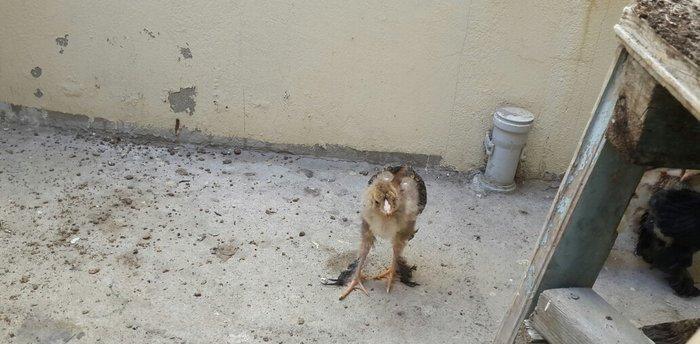 Brama 50 günlük. Təcili olduğu üçün ucuz satılır. Cəmi 2 ədəddir. 1 əd