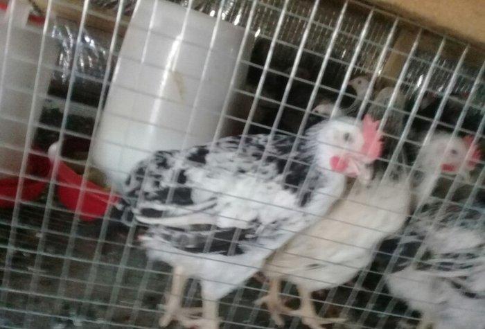 etlik kend siribrist cuceleri...
2 ayliq.
tam saglam
temiz çekisi 800.