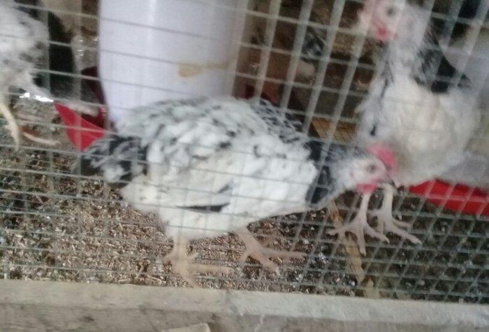 etlik kend siribrist cuceleri...
2 ayliq.
tam saglam
temiz çekisi 800.