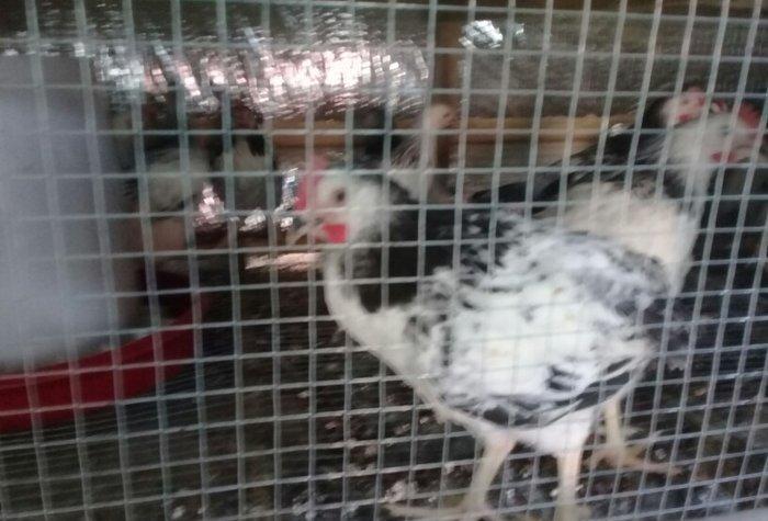 etlik kend siribrist cuceleri...
2 ayliq.
tam saglam
temiz çekisi 800.